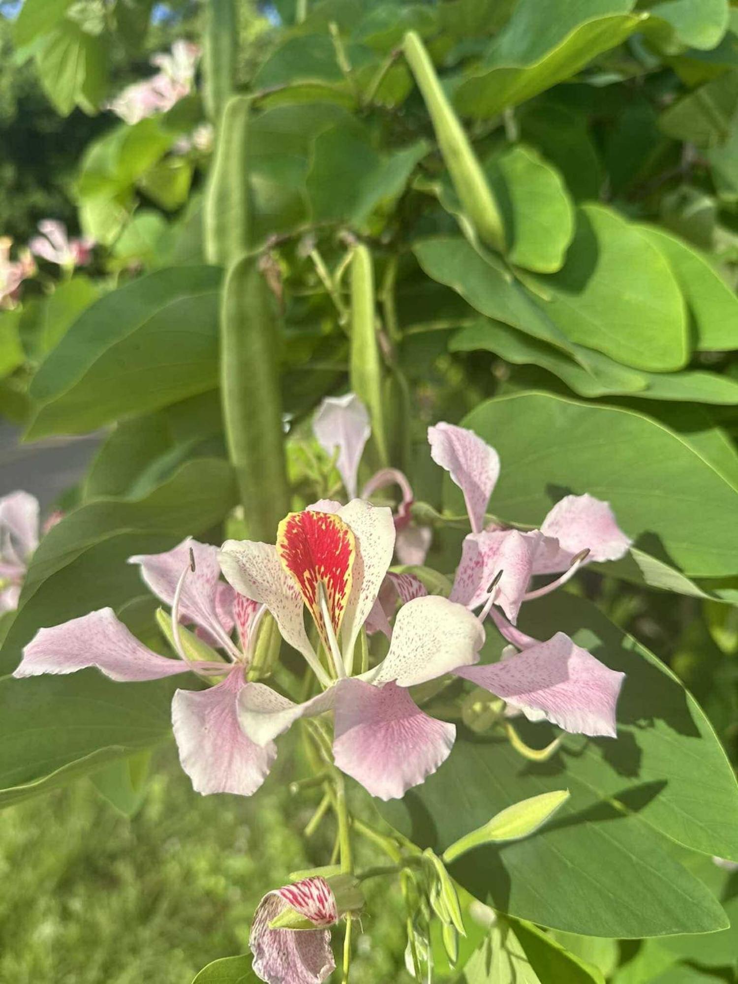 บ้านสวนปิยนันท์ 코야오노이 외부 사진