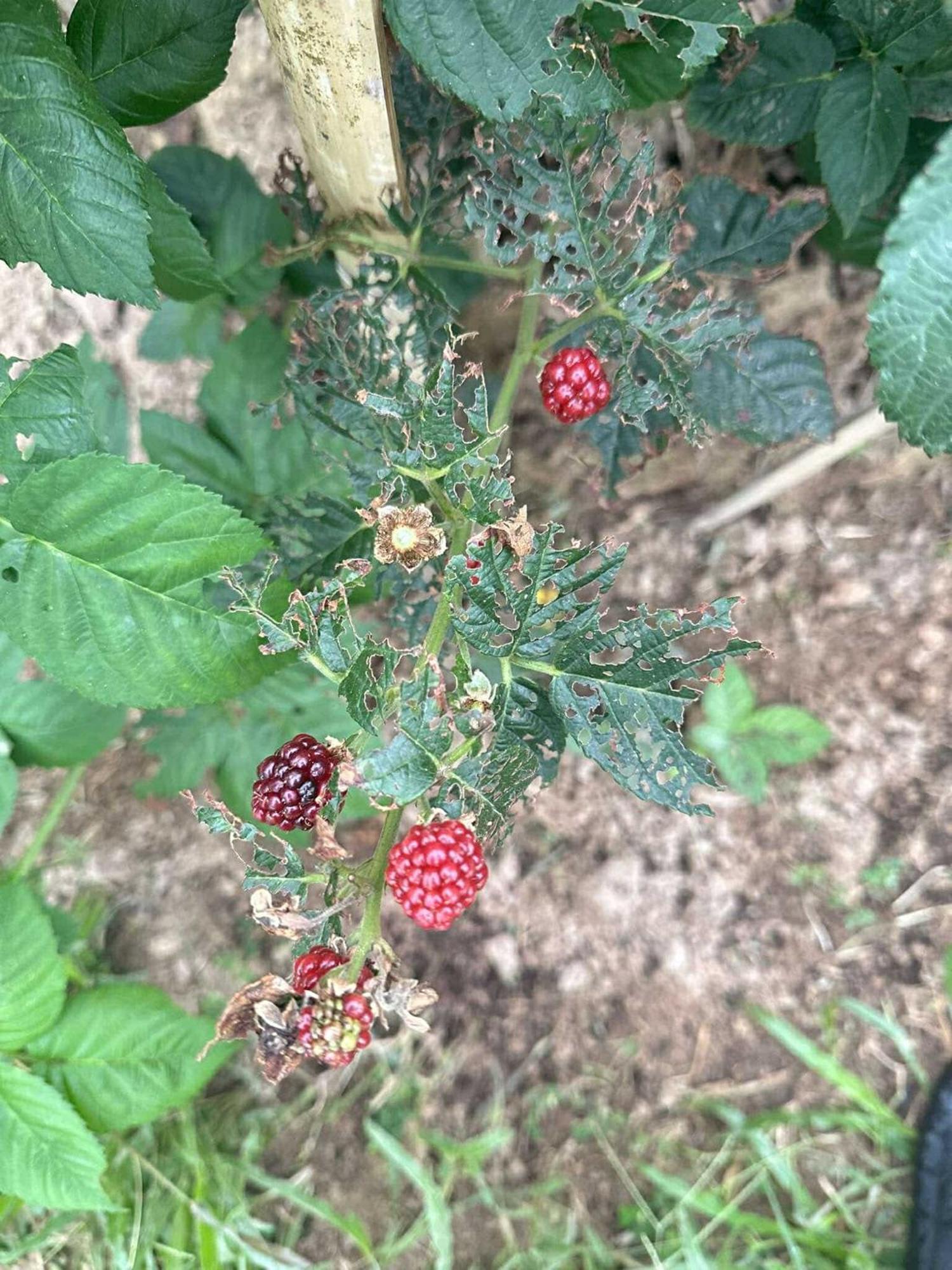 บ้านสวนปิยนันท์ 코야오노이 외부 사진